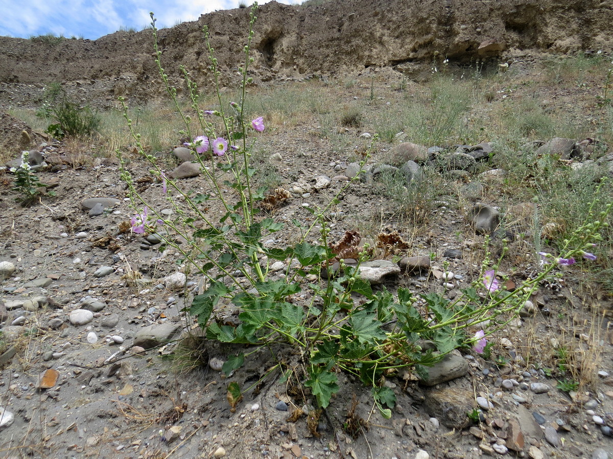 Изображение особи Alcea litwinowii.