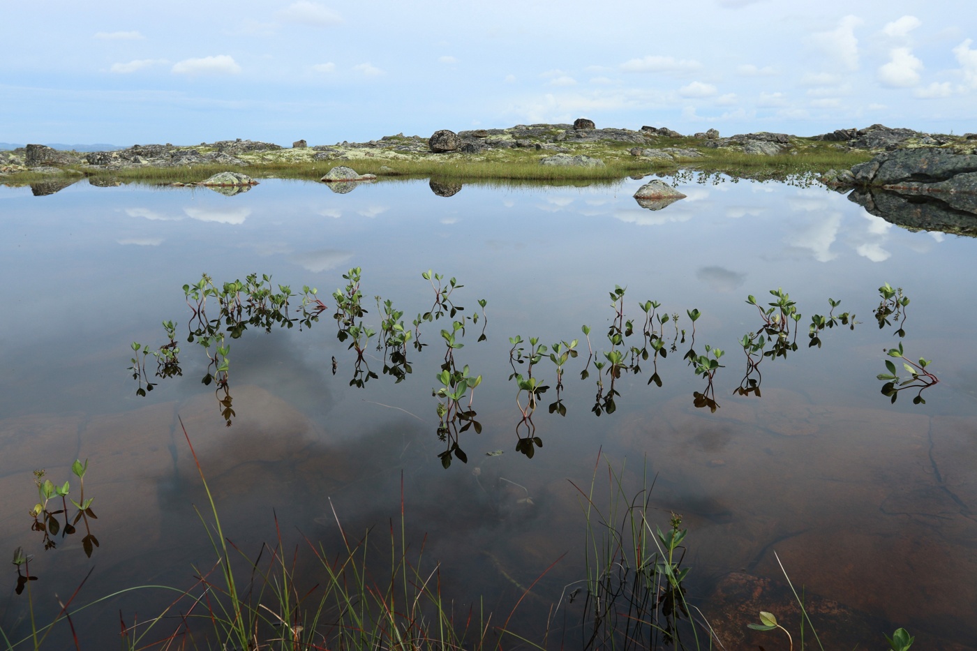 Image of Menyanthes trifoliata specimen.