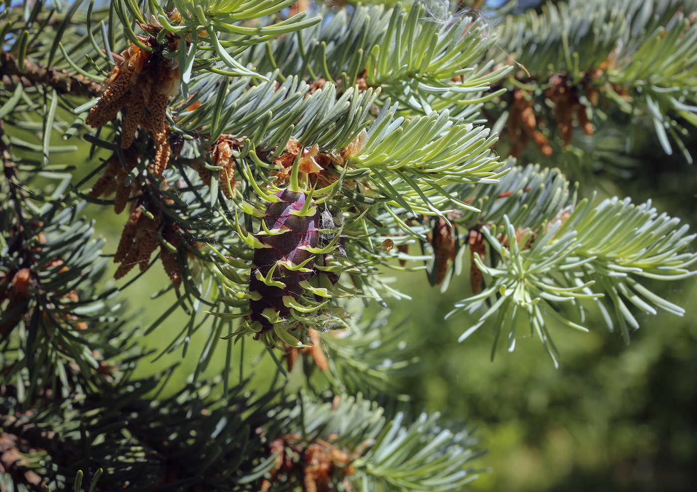 Image of Pseudotsuga menziesii specimen.