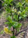 Salix myrsinifolia