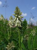 Astragalus uliginosus