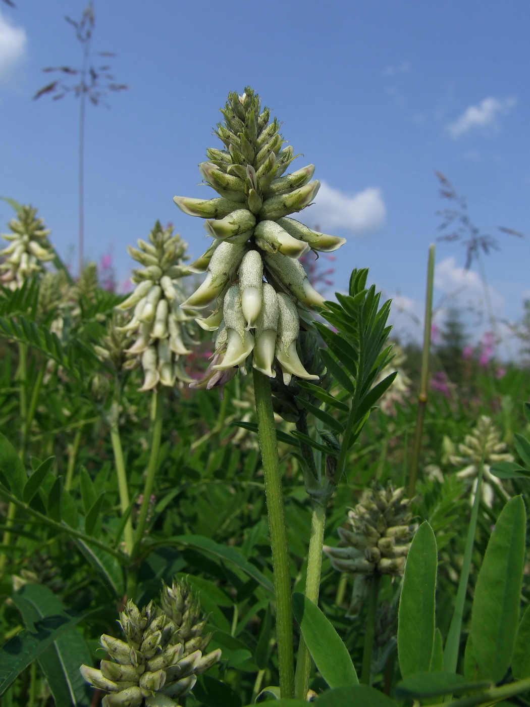 Image of Astragalus uliginosus specimen.