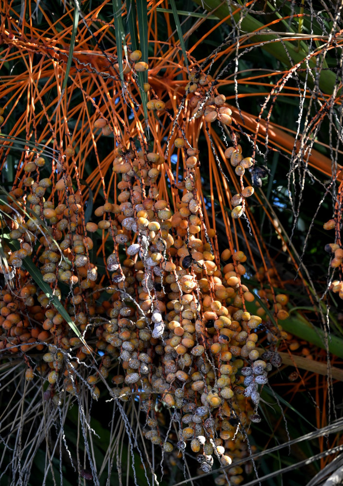 Image of Phoenix dactylifera specimen.