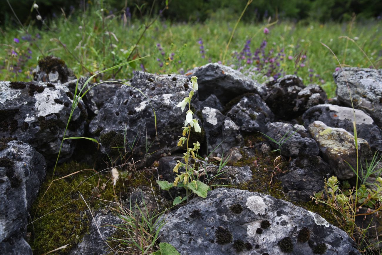 Image of Campanula alliariifolia specimen.