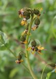 Ligularia altaica