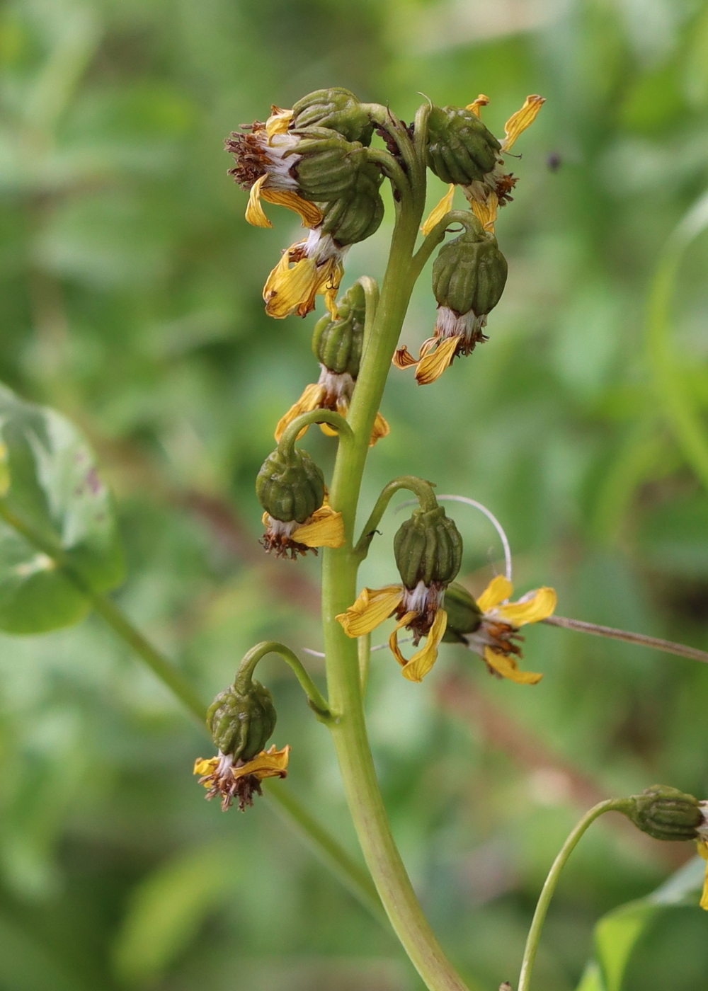 Изображение особи Ligularia altaica.