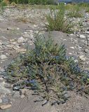Echium vulgare