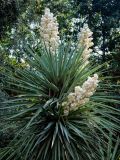 Yucca gloriosa. Цветущее растение. Крым, Никитский ботанический сад, в культуре. 13.08.2007.