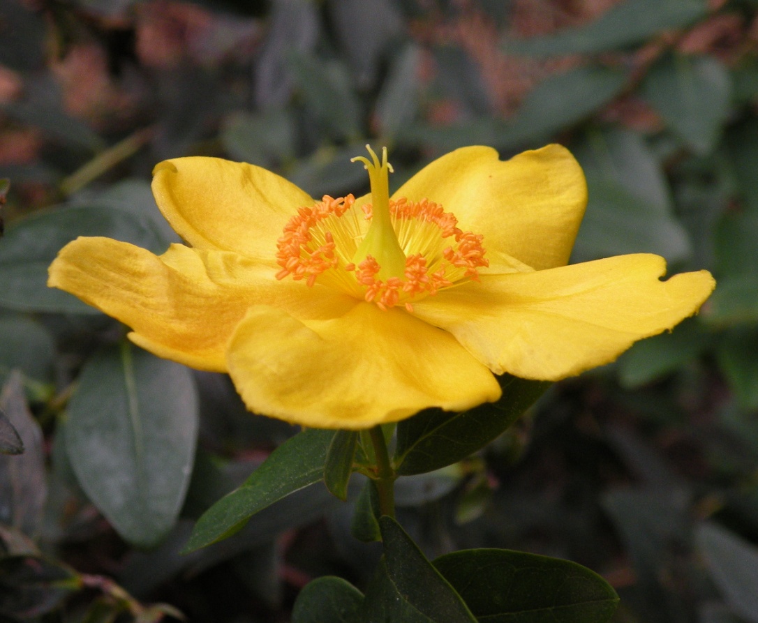 Image of genus Hypericum specimen.