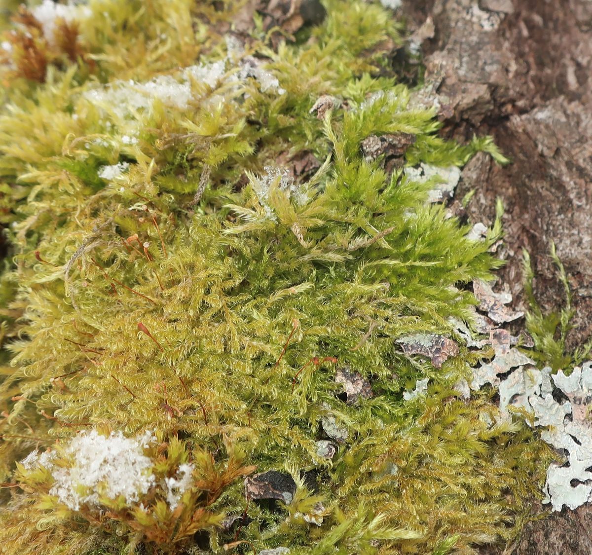 Image of Sanionia uncinata specimen.