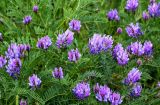 Astragalus onobrychis. Верхушки побегов с соцветиями. Армения, обл. Гегаркуник, берег оз. Севан, гора Артаниш, ≈ 2200 м н.у.м., луговой склон. 23.06.2022.