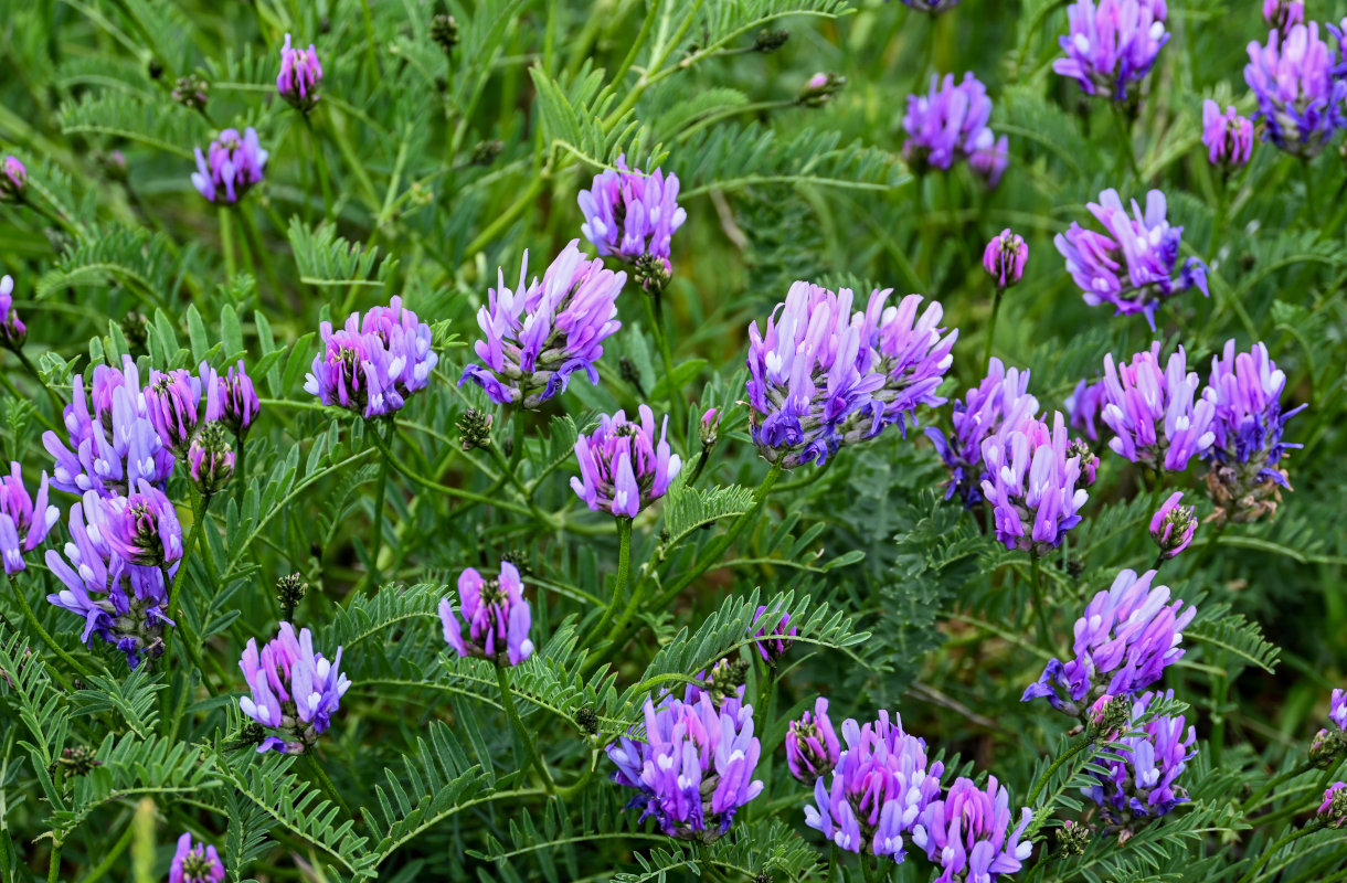 Изображение особи Astragalus onobrychis.