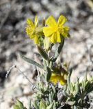 Helianthemum syriacum