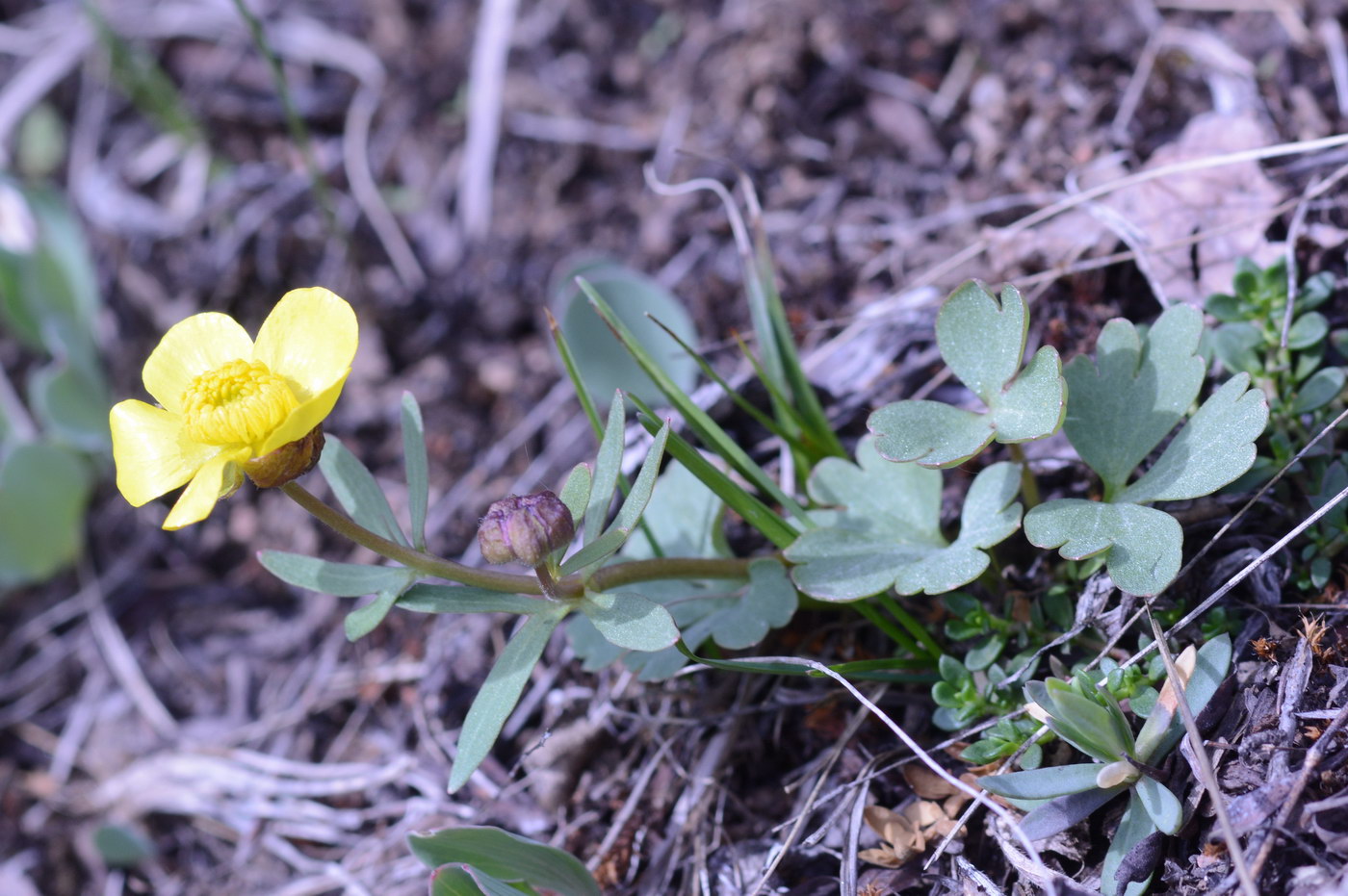 Изображение особи род Ranunculus.