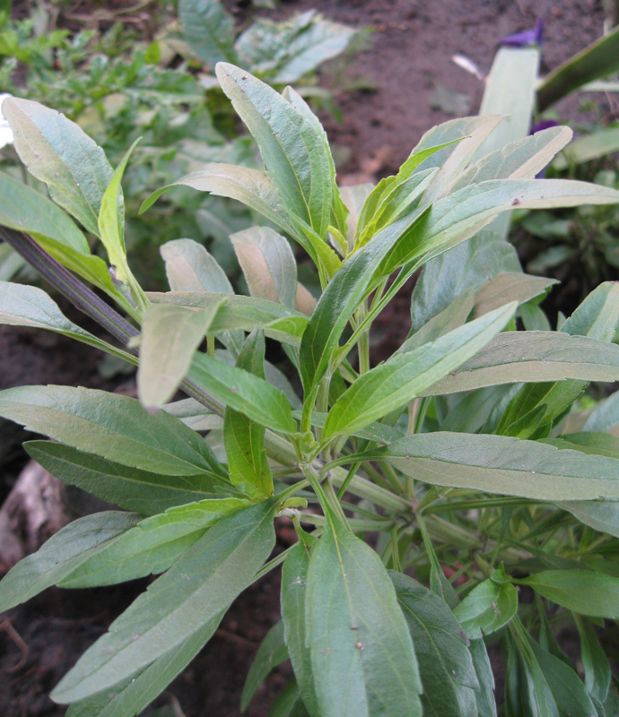 Image of Salvia farinacea specimen.
