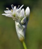 Allium ramosum. Распускающееся соцветие. Приморский край, г. Владивосток, о. Русский, бух. Ахлёстышева, прибрежный луг. 31.07.2023.