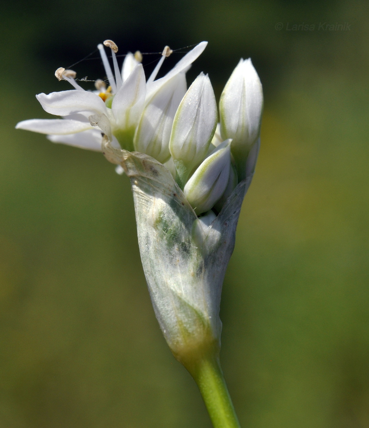 Изображение особи Allium ramosum.