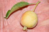род Malus