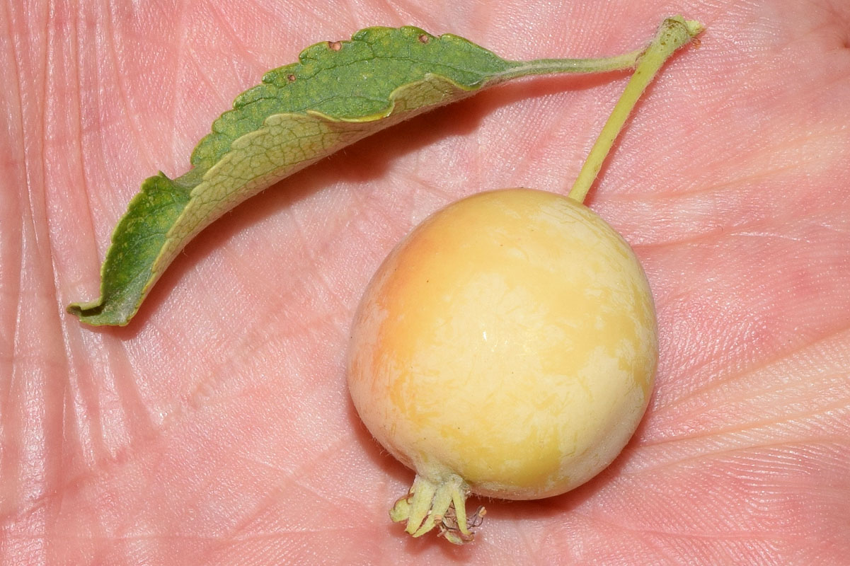 Image of genus Malus specimen.