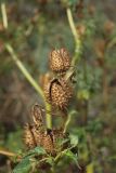 Datura stramonium