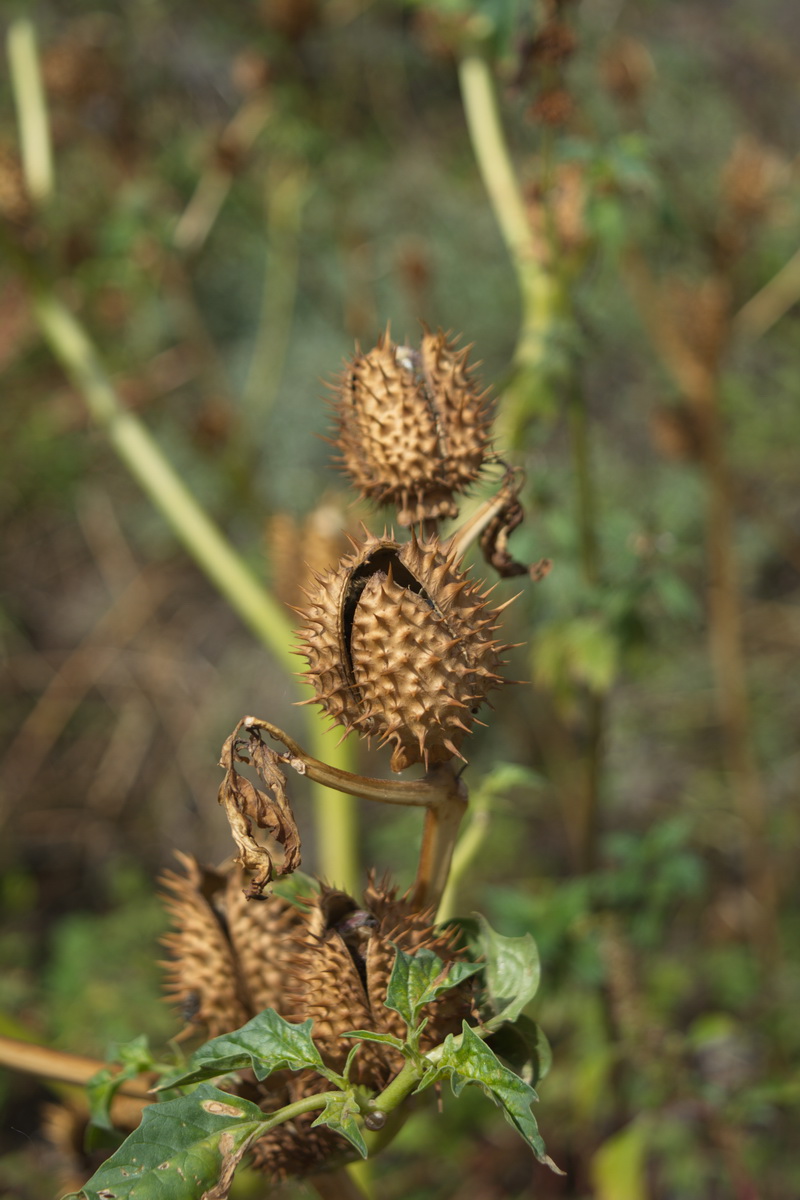 Изображение особи Datura stramonium.