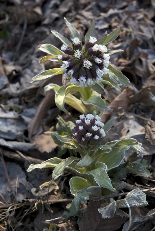 Image of Petasites tatewakianus specimen.