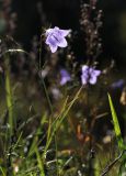 Campanula rotundifolia. Верхняя часть цветущего растения. Ленинградская обл., Гатчинский р-н, окр. пос. Пудость, на лугу. 23.09.2023.