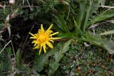 Taraxacum tianschanicum. Цветущее растение (в сообществе с Sibbaldia tetrandra). Казахстан, Заилийский Алатау в окр. г. Алматы, Большое Алматинское ущ., р-н Космостанции, 3500 м н.у.м., гранитный мелкозём со щебнем. 10 июля 2023 г.