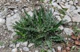 Cirsium argillosum. Вегетирующее растение. Дагестан, Хунзахский р-н, с. Большой Гоцатль, ≈ 1100 м н.у.м., каменистый склон. 02.05.2022.