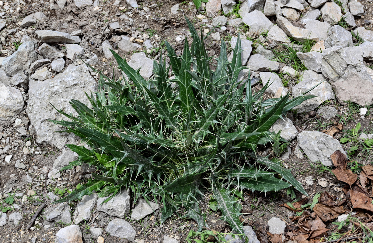 Image of Cirsium argillosum specimen.