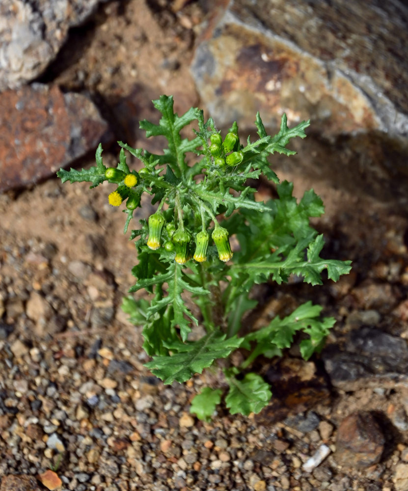 Изображение особи Senecio vulgaris.