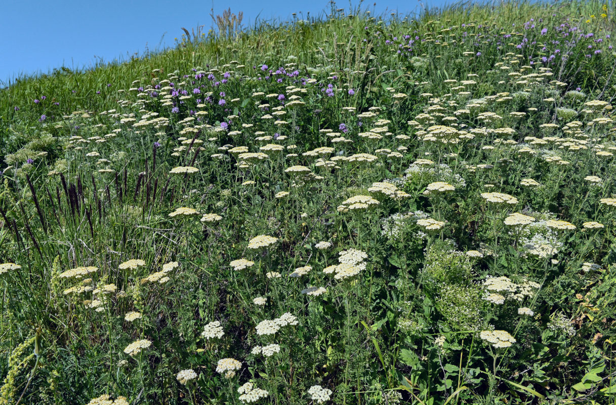 Image of Achillea nobilis specimen.