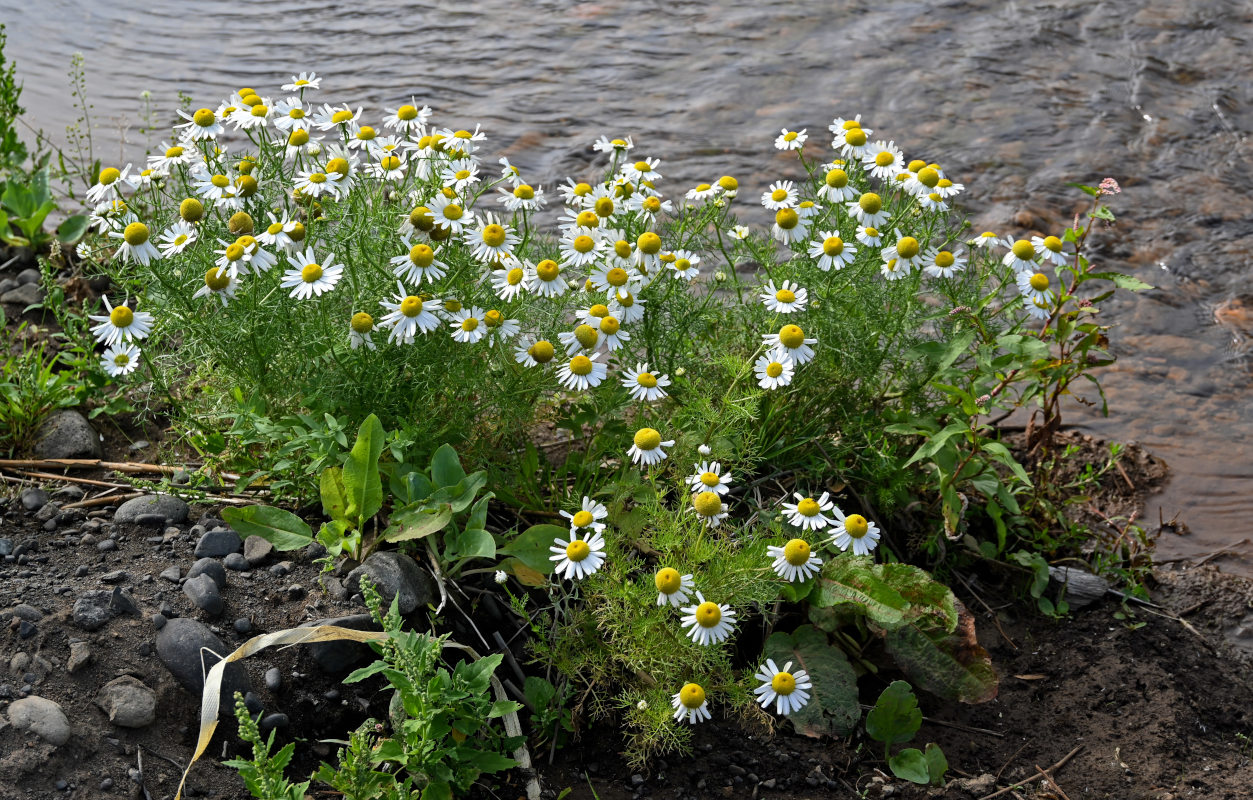 Image of Tripleurospermum tetragonospermum specimen.