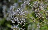 Gypsophila paniculata