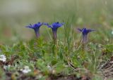 Gentiana dshimilensis. Цветущие растения. Карачаево-Черкесия, Урупский р-н, хр. Загедан, долина Ацгарских озёр, ≈ 2500 м н.у.м., морена между средними озёрами, альпийский луг. 09.08.2023.