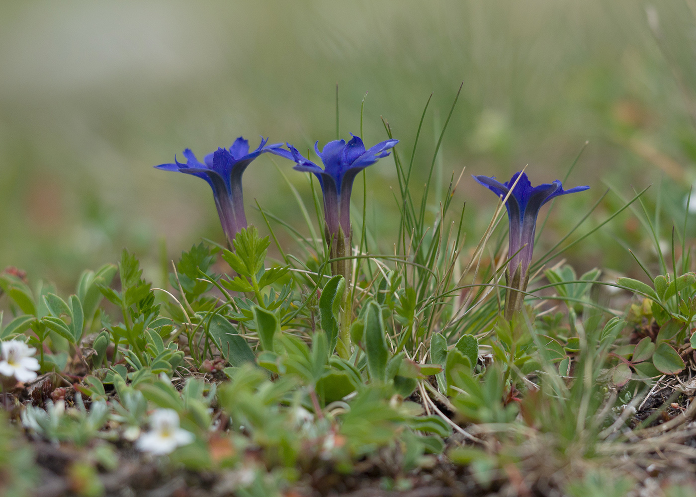 Image of Gentiana dshimilensis specimen.