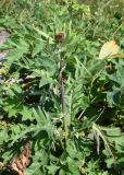 Cirsium heterophyllum. Отцветшее растение. Челябинская обл., Златоустовский гор. округ, национальный парк \"Таганай\", приют «Гремучий ключ», луг. 7 июля 2023 г.