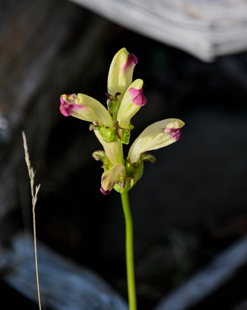 Image of Pedicularis sceptrum-carolinum specimen.