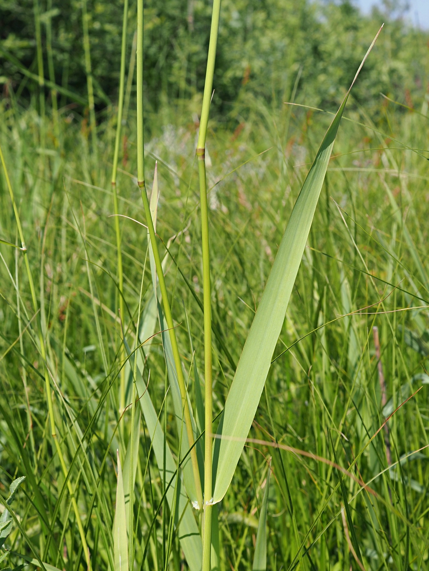 Image of Phalaroides arundinacea specimen.
