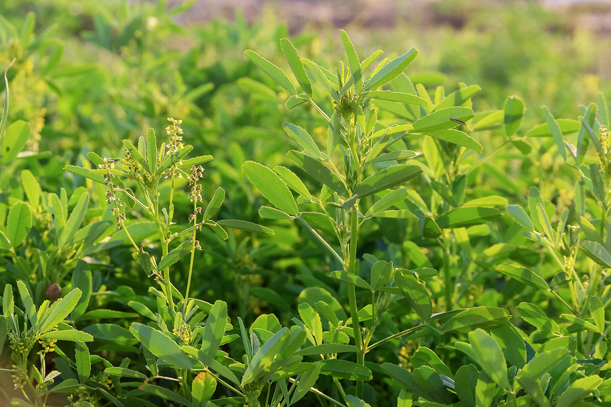 Изображение особи Melilotus sulcatus.