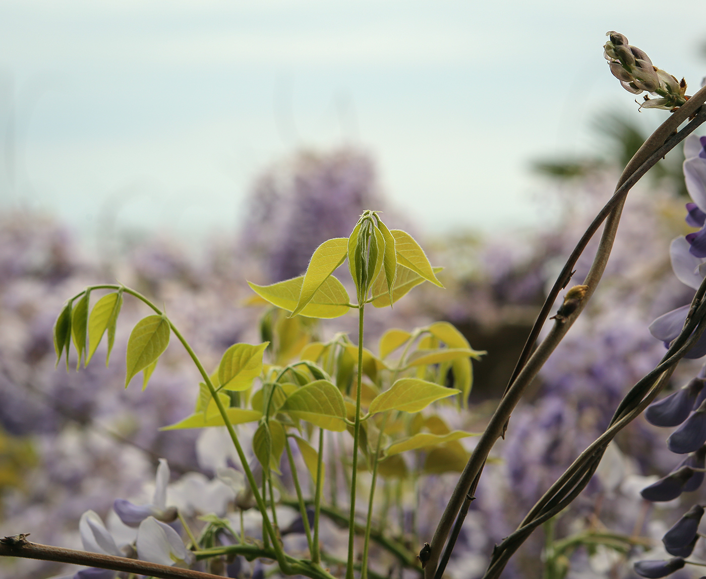 Image of Wisteria sinensis specimen.