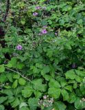 Rubus sanctus. Верхушка цветущего растения. Грузия, Имеретия, г. Кутаиси, заросли кустарников. 14.06.2023.