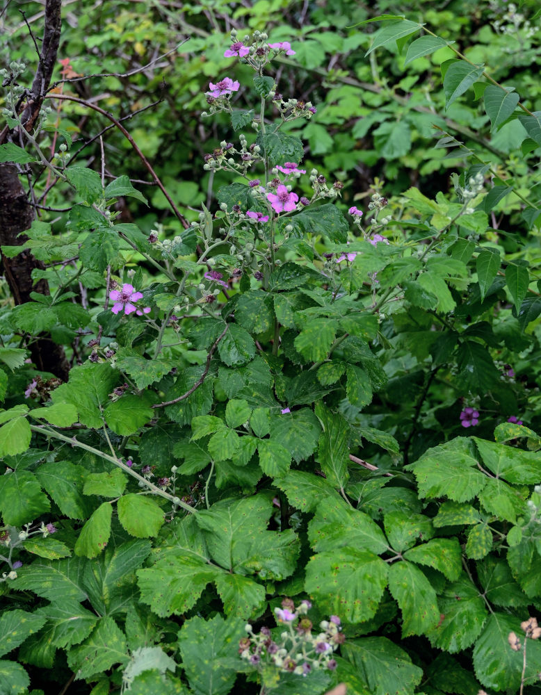 Изображение особи Rubus sanctus.