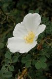 Rosa nanothamnus