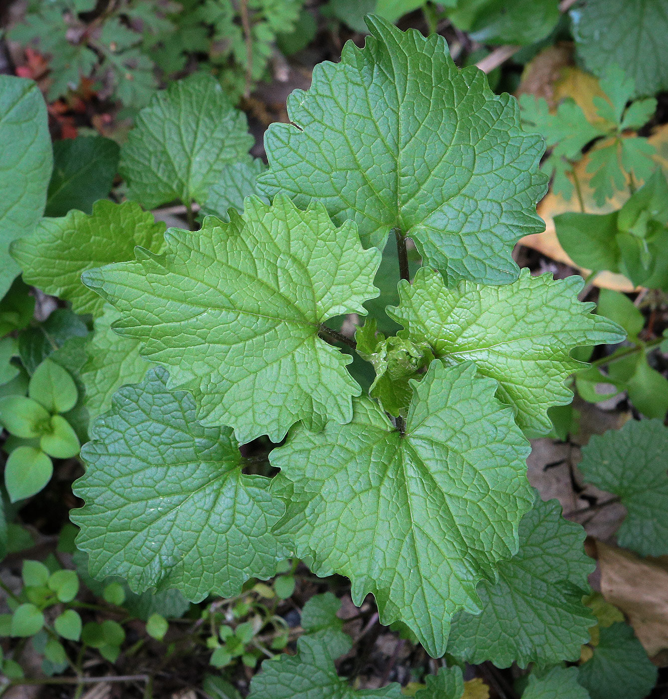 Image of Alliaria petiolata specimen.