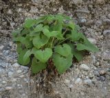 Campanula alliariifolia. Вегетирующее растение. Абхазия, Гудаутский р-н, окр. с. Лдза, галечно-песчаный склон. 15.04.2024.