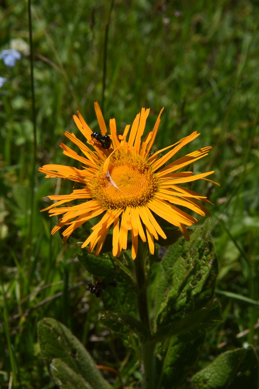 Image of Inula orientalis specimen.