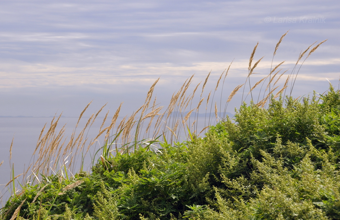Изображение особи Calamagrostis extremiorientalis.