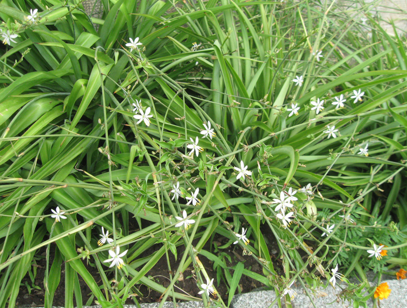 Изображение особи Chlorophytum comosum.