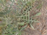 Cirsium szovitsii